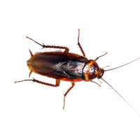 Image of an american cockroach